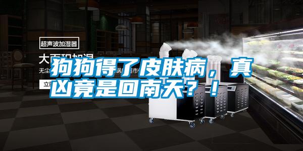 狗狗得了皮膚病<div   id=