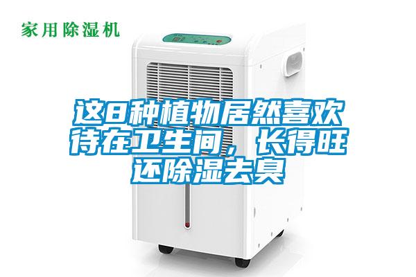 這8種植物居然喜歡待在衛(wèi)生間<div   id=