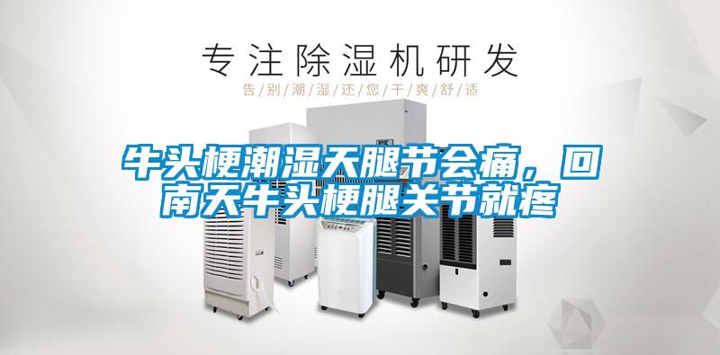 牛頭梗潮濕天腿節(jié)會(huì)痛，回南天牛頭梗腿關(guān)節(jié)就疼